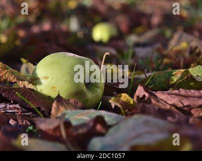 Schöne Nahaufnahme von reifen grünen farbigen Apfel (vom Baum gefallen) auf dem Boden liegend von Laub in der Herbstsaison umgeben. Stockfoto