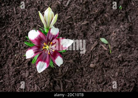 Eine winzige violette und weiße Blume, in frischem Schwarz gepflanzt Mulch Stockfoto
