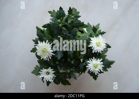 Draufsicht auf eine White Chrysanthemum (Dendranthema grandiflora) Pflanze und Blumen im Topf. Stockfoto