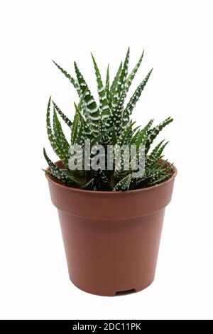 Eine Zebrapflanze (Haworthia fasciata), in einem braunen Topf und auf weißem Hintergrund. Stockfoto