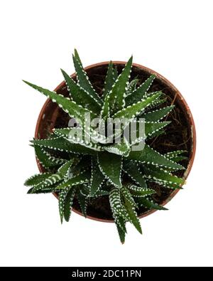 Draufsicht auf eine Zebrapflanze (Haworthia fasciata), in einem Topf und auf weißem Hintergrund. Stockfoto