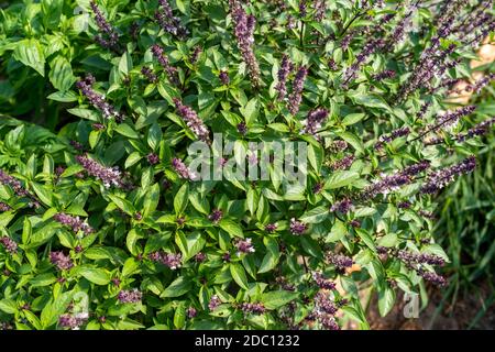 Schönes Bild von großen, gesunden, blühenden Thai Basilikum Kräuterpflanzen. Lila Blüten an den Spitzen, fette duftende Blätter in natürlichem Licht. Stockfoto