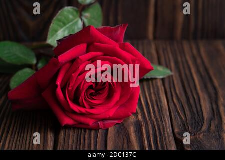 Große rote Rose, die auf den alten braunen Holzbrettern liegt Nahaufnahme Stockfoto