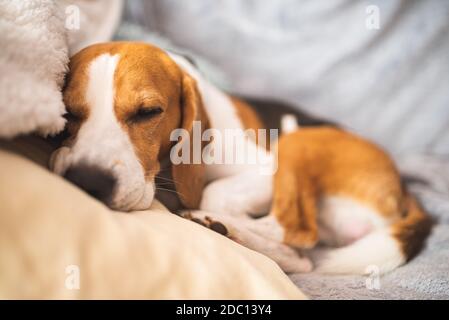 Schlafender Beagle auf dem Sofa im Wohnzimmer. Hundekonzept Stockfoto
