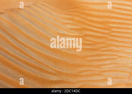 Sanddünen Textur Nahaufnahme, mit Wellenmuster durch den Wind gebildet, Dubai, Vereinigte Arabische Emirate. Stockfoto