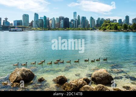 Blick auf Kanadagänse vom Stanley Park of Coal Harbour und der Innenstadt von Vancouver, Kanada. Stockfoto