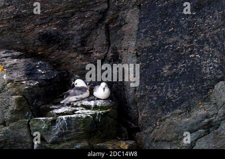 Ein Paar Erwachsene Eissturmfalter (Fulmaris glacialis), die auf einem Felsvorsprung bei Faraid Head, Durness, an der äußersten Nordküste Schottlands sitzen und sich aufweiden. Juni Stockfoto