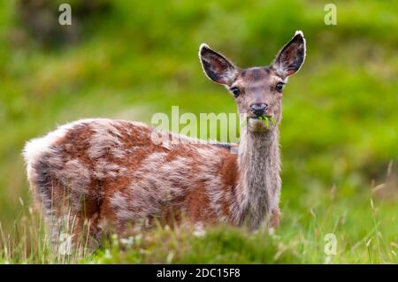 Ein Rothirsch (Cervus elaphus) Hintern in der Mitte molt essen Bracken am Stadtrand von Durness an der äußersten Nordküste von Schottland. Juni. Stockfoto