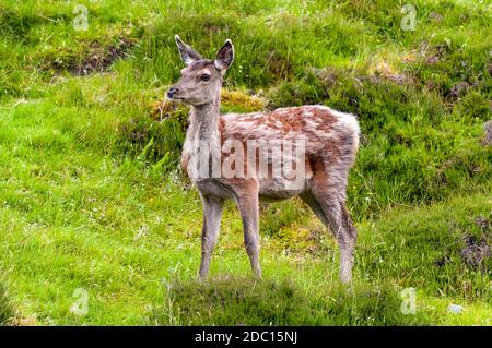 Ein Rothirsch (Cervus elaphus) hinten im mittleren Molt am Stadtrand von Durness an der äußersten Nordküste Schottlands. Juni. Stockfoto