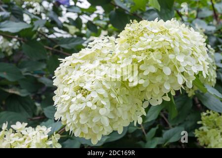 Hortensia arborescens oder glatte Hortensien mit weißen Blüten und grünem Laub im Garten. Detailansicht der blühenden Pflanze Stockfoto