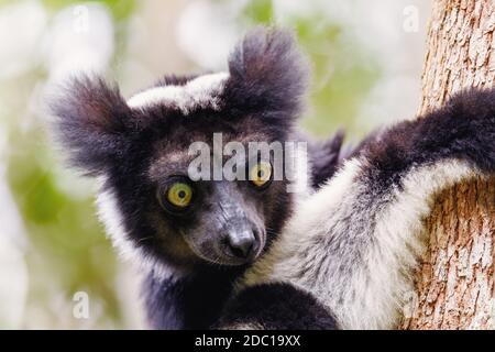 Kopf des schwarzen und weißen Lemur Indri (Indri indri), auch Babakoto genannt, an Baum in natürlichen Lebensraum gehängt. Andasibe - Analamazaotra National Park Stockfoto