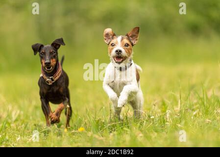 Parson Russell Terrier und schwarzer Manchester Terrier Hund. Zwei kleine Schönheits-freundliche Hunde laufen zusammen über eine grüne Wiese Stockfoto