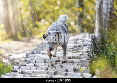 Blauer Heeler Hund schüttelt Wassertropfen ab. Australischer Rinderhund in der Natur. Stockfoto