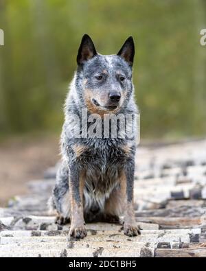 Der traurige blaue Heeler-Hund sitzt auf einer Holzbrücke und schaut nach unten. Portrait des australischen Rinderhundes in der Natur. Stockfoto