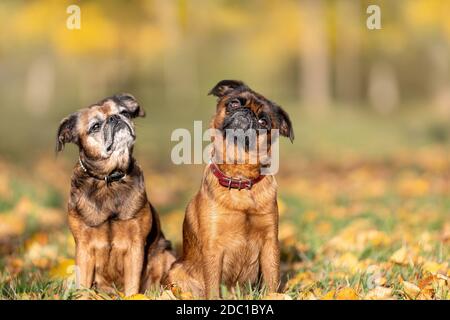 Zwei lustige brüsseler Gänsegeihunde sitzen auf Blättern Sonniger Tag im Wald Stockfoto
