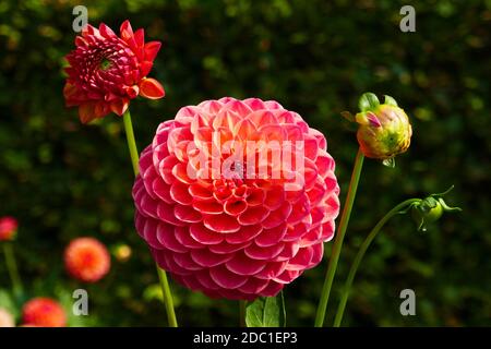 Robin Hood Dahlia Stockfoto