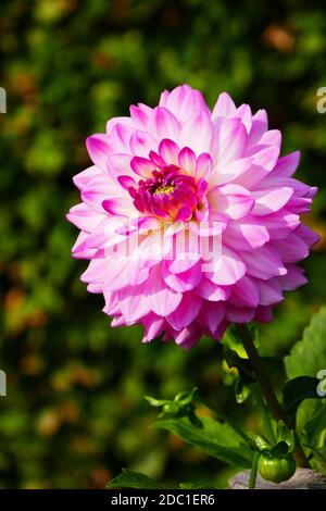 Alauna craqueline dahlia Stockfoto