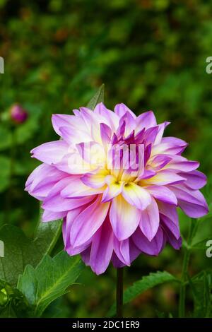 Dahlia mit indischem Geist Stockfoto