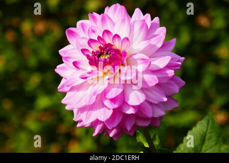 Alauna craqueline dahlia Stockfoto