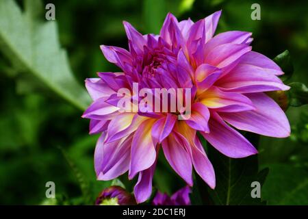 Dahlia mit indischem Geist Stockfoto