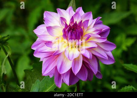 Dahlia mit indischem Geist Stockfoto