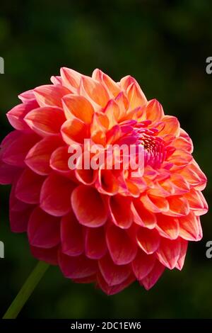 Robin Hood Dahlia Stockfoto