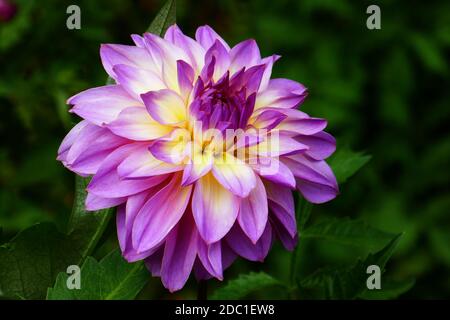 Dahlia mit indischem Geist Stockfoto