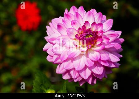 Alauna craqueline dahlia Stockfoto