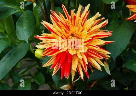 Sultan Dahlia Stockfoto