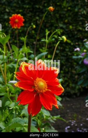 Loki Schmidt Dahlia Stockfoto