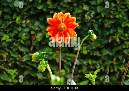 Loki Schmidt Dahlia Stockfoto