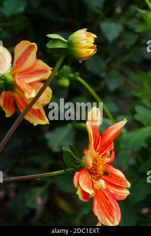 Loki Schmidt Dahlia Stockfoto