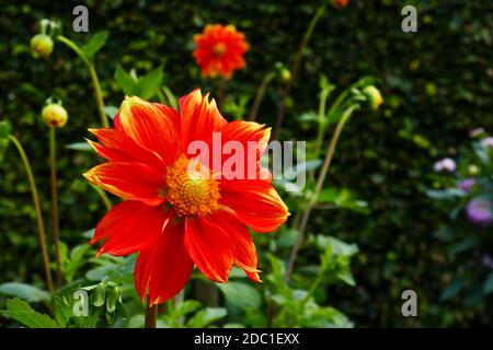 Loki Schmidt Dahlia Stockfoto