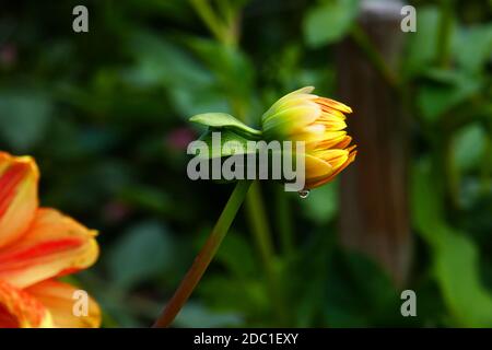 Loki Schmidt Dahlia Stockfoto