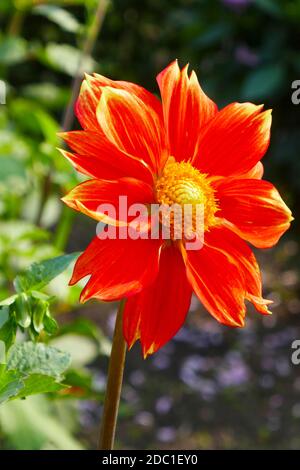 Loki Schmidt Dahlia Stockfoto