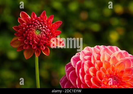 Robin Hood Dahlia Stockfoto