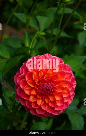 Robin Hood Dahlia Stockfoto