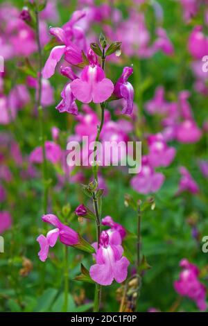 salvia Sensation rosa Stockfoto