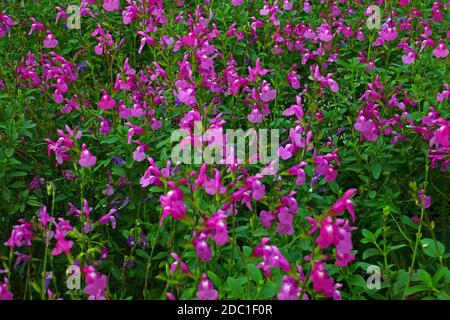 salvia Sensation rosa Stockfoto
