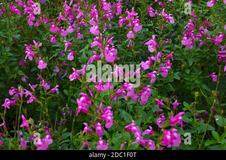 salvia Sensation rosa Stockfoto