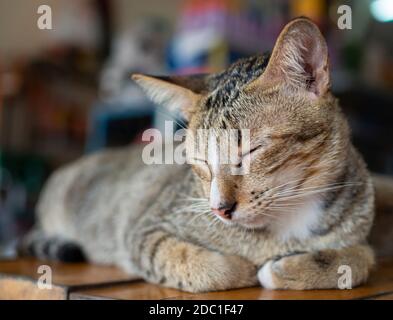 Eine Katze schläft auf einem Holzbett Stockfoto
