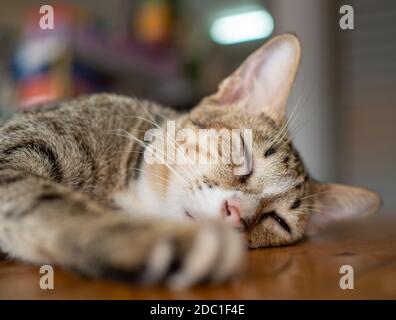 Eine Katze schläft auf einem Holzbett Stockfoto