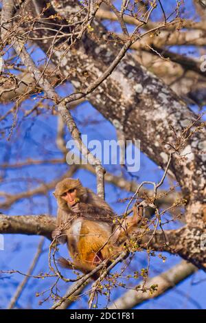 Rhesus Macaque, Macaca Mulatta, Royal Bardia National Park, Bardiya National Park, Nepal, Asien Stockfoto