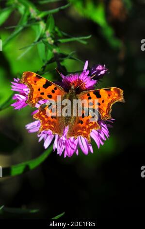 Komma-Schmetterling Stockfoto