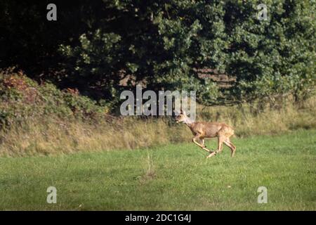 Red Deer (Cervus elaphus) in einem Feld in der Nähe von East Grinstead Stockfoto