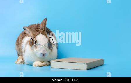 Niedliches Kaninchen mit Brille neben dem braunen Buch auf blauem Hintergrund. Bunny Studium und Lesen eines Buches, Bildungskonzept. Stockfoto