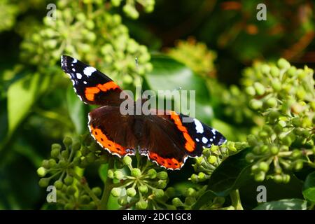 Admiral Ende September auf Efeu-Blütenstand Stockfoto