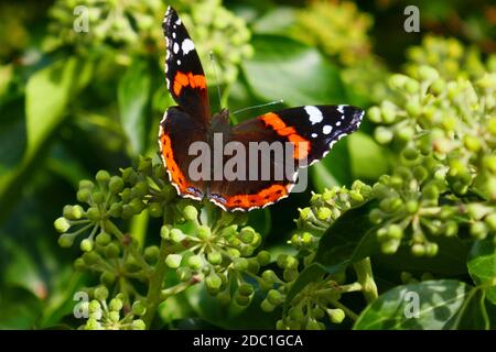 Admiral Ende September auf Efeu-Blütenstand Stockfoto