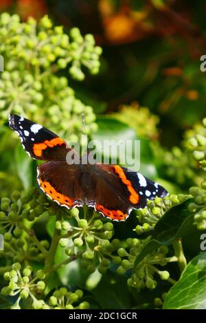 Admiral Ende September auf Efeu-Blütenstand Stockfoto