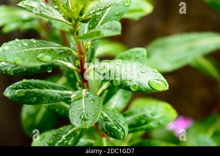 Regentropfen auf Blatt. Regentropfen auf Blättern Bilder. Schöne Regenzeit, Wassertropfen auf grünem Blatt, kleine Blumenpflanze, Naturhintergrund. Stockfoto